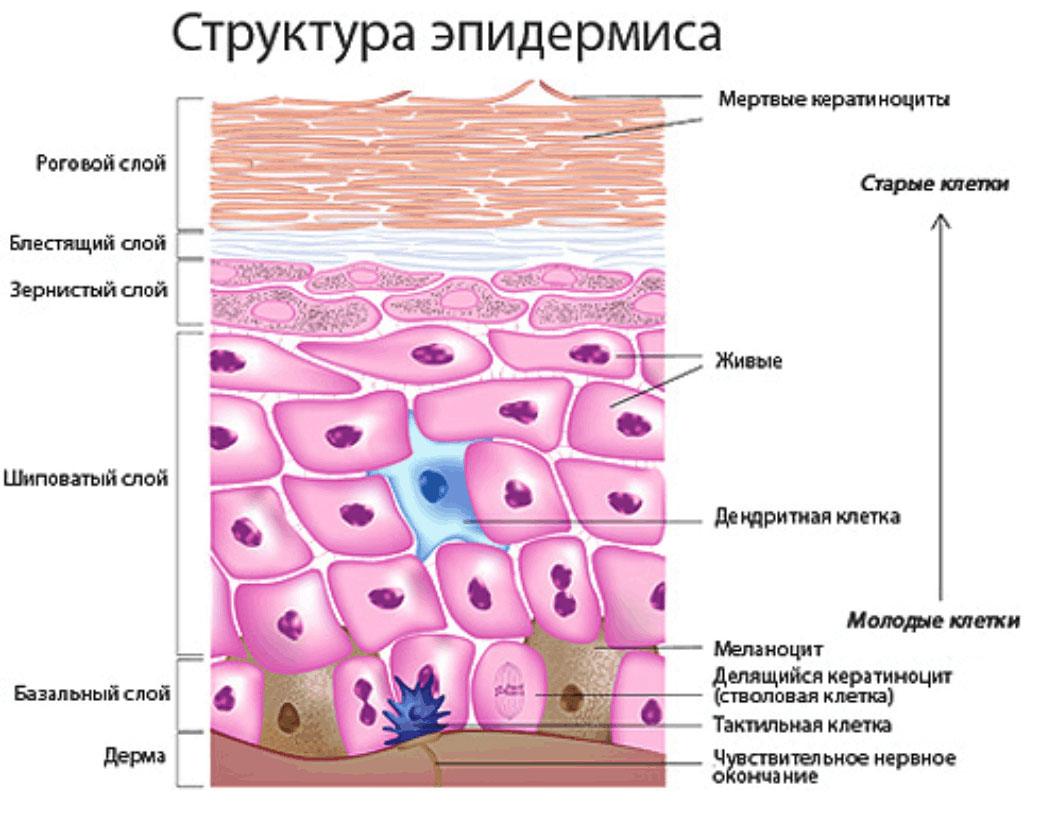 структура эпидермиса