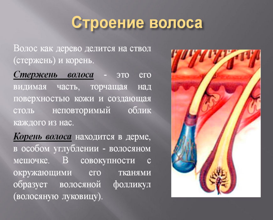 Презентация волосы человека