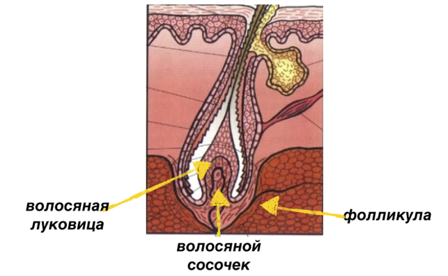 Строение волоса Строение волоса