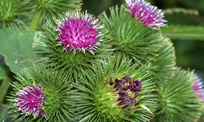 Репейное масло свежее