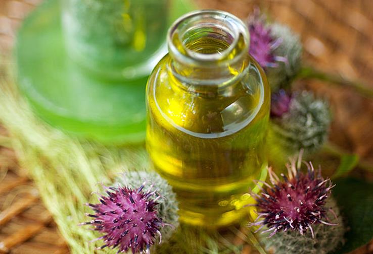 репейное масло получают из лопуха