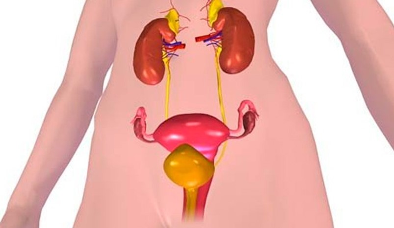 Репродуктивная система