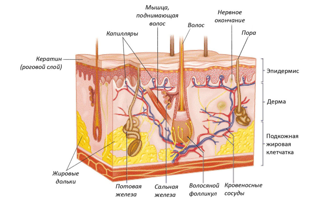 Дерма на рисунке