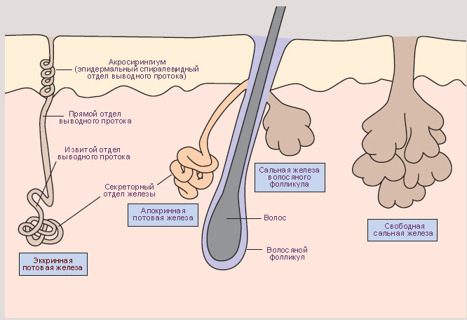 Сальные железы на коже головы