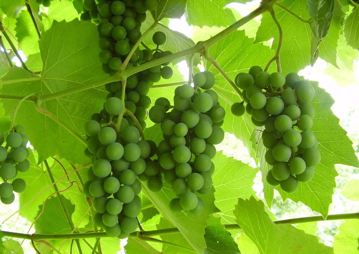 виноград