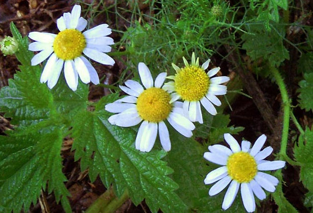 ромашка с крапивой