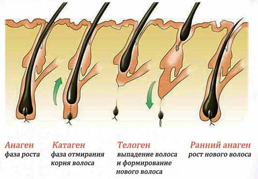 цикл роста волос на голове