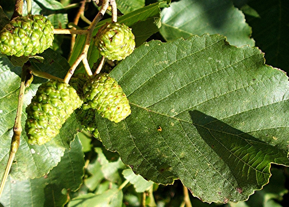 шишки черной ольхи